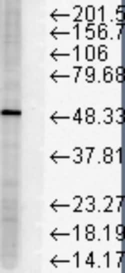 FKBP51/FKBP5 Antibody (Hi51B), Novus Biologicals 0.025 mg, Unconjugated:Antibodies,